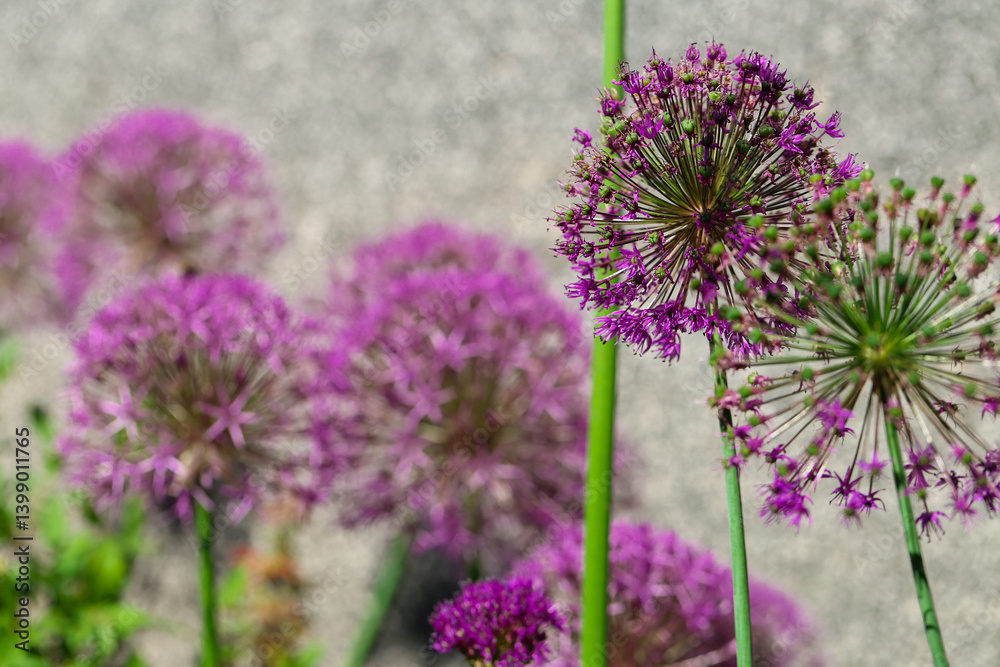 Purple alliums variety Gladiator set with green foliage on grey wall background.Purple roundhead flowering onions