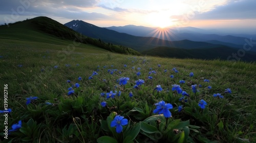 Obraz na płótnie Mountain meadow at sunset, wildflowers w salonie