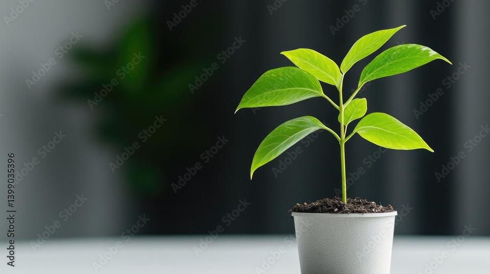 Small plant in a white pot. Fresh leaves, earthy soil