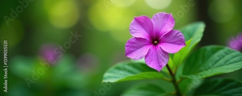 Stunning purple vinca flower, lush green leaves bokeh, closeup, beautiful