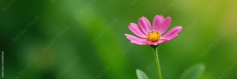 Single blooming wildflower on a green stem , green, blossom Single blooming wildflower on a green stem , green, blossom