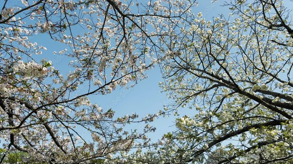 三ツ池公園 風に揺れる桜 三ツ池公園 風に揺れる桜