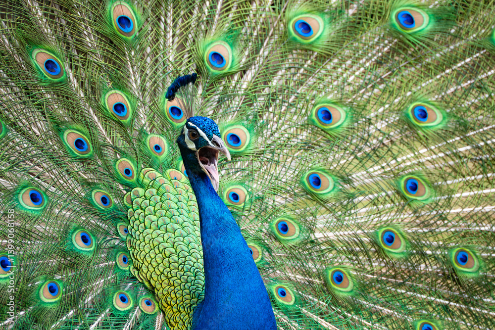 Obraz premium a male peacock displaying its feathers and calling out