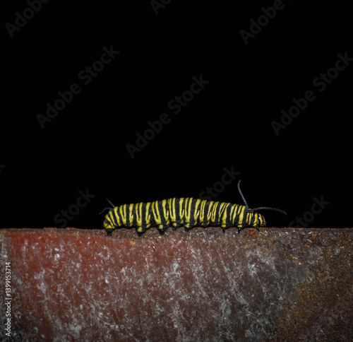 Southern monarch butterfly caterpillar worm in a black background. (Danaus erippus)