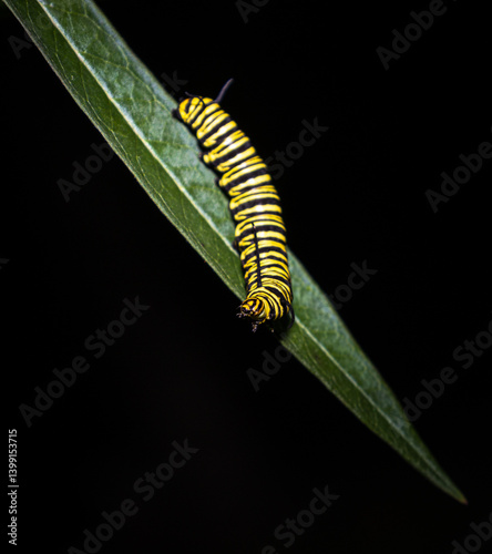 Southern monarch butterfly caterpillar worm in a black background. (Danaus erippus)