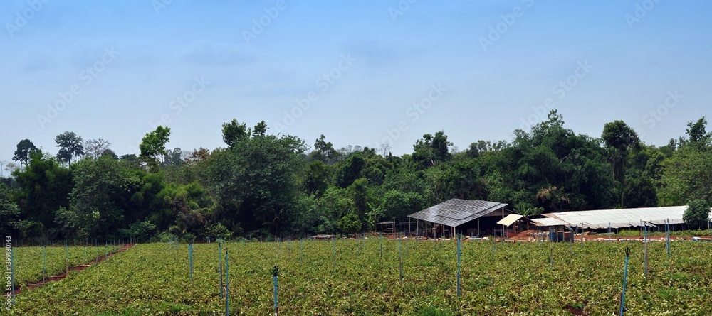 solar cell for agriculture farm