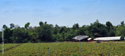 Obraz na płótnie solar cell for agriculture farm w salonie
