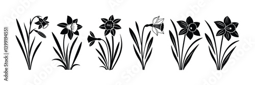 Daffodil flower silhouette isolated on a white background