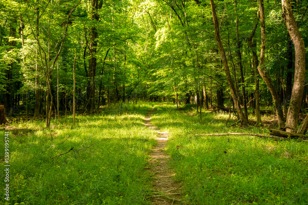 Dirt Trail Cut Into Grasses Between Forest in Congaree