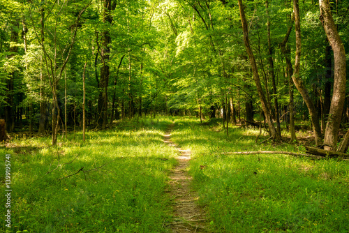 Obraz na płótnie Dirt Trail Cut Into Grasses Between Forest in Congaree w salonie