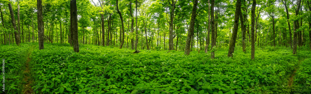 Forest Takes Over the Laurel Prong Trail in Shenandoah Forest Takes Over the Laurel Prong Trail in Shenandoah