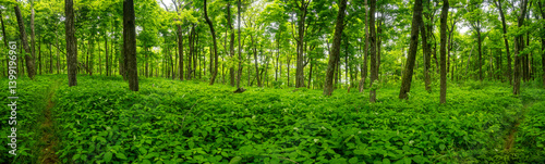 Obraz na płótnie Forest Takes Over the Laurel Prong Trail in Shenandoah w salonie