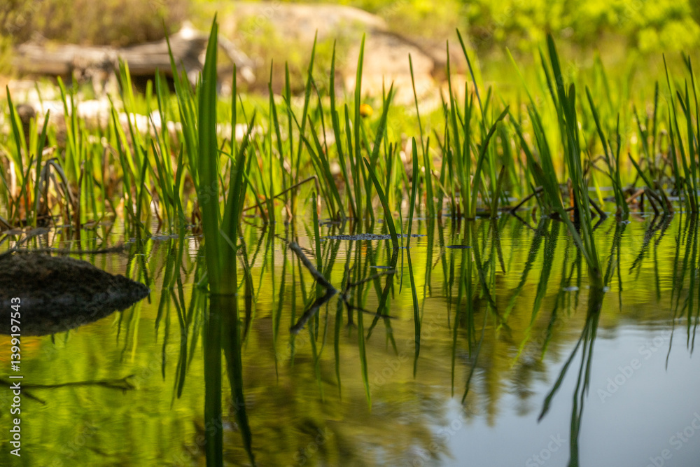 Grasses Along the Shores of the Bowl in Acadia