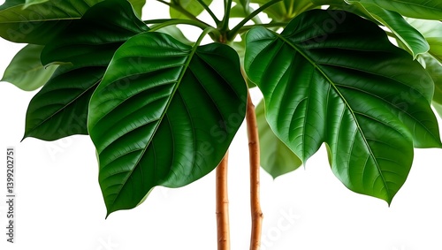 Wallpaper Mural Elegant Fiddle Leaf Fig Tree – Stylish Botanical Design Element Torontodigital.ca