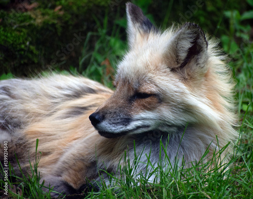 Close up of a red fox. 