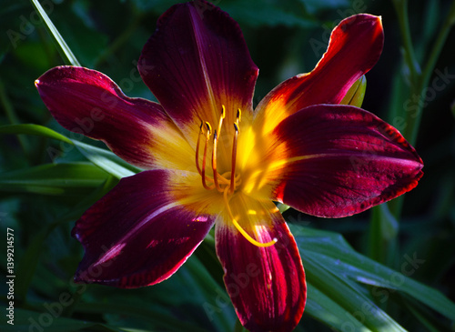 Close up of a red and yellow lily.