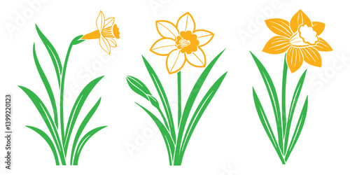 Yellow daffodils vector isolated on a white background