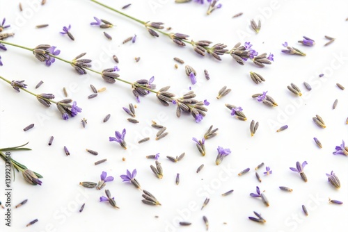 Lavender Flowers on White Background