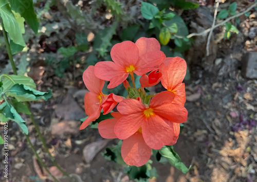 firecracker flowers, is a species of flowering plant in the family Acanthaceae, Crossandra infundibuliformis, aboli 