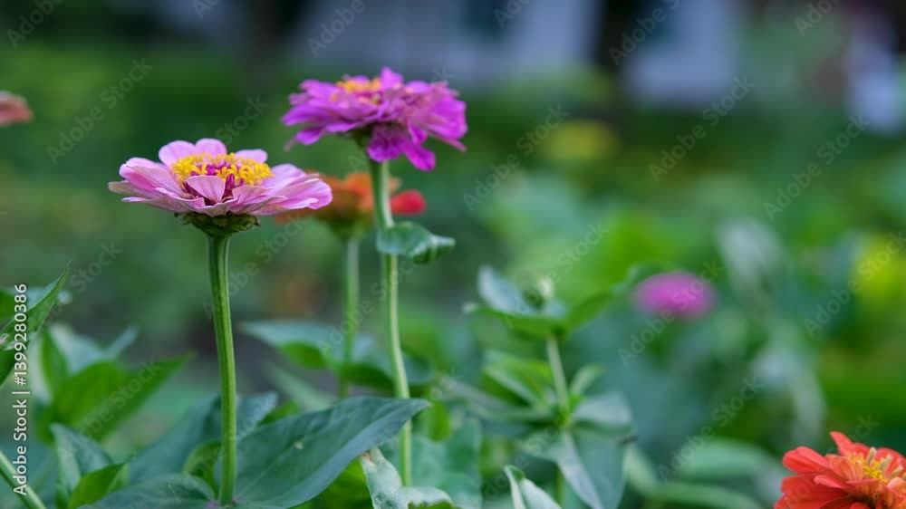 Aster flowers in the garden. Purple flower garden Aster flowers in the garden. Purple flower garden
