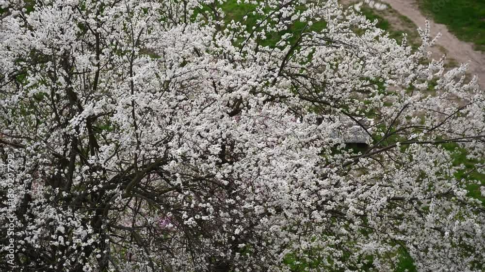 White spring blossoms above footpath and grass White spring blossoms above footpath and grass