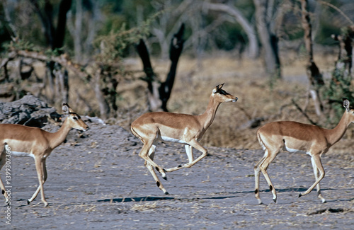 Photography impala in the wild