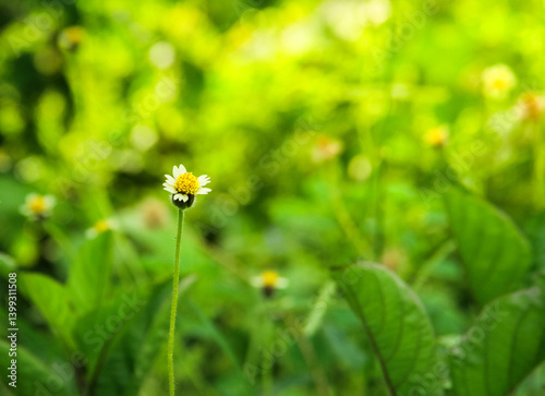a sprig of beautiful wild flowers on a green blur background