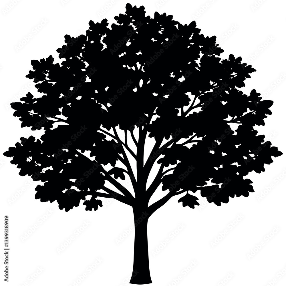 Obraz premium A paperbark-maple-tree-silhouette-vector-illustration. 