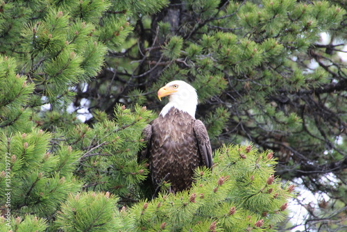 american bald eagle