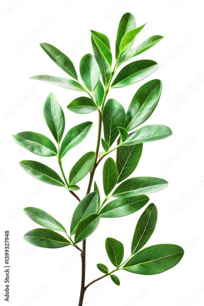 Fototapeta premium Stunning Green Plant Branch with Lush Leaves