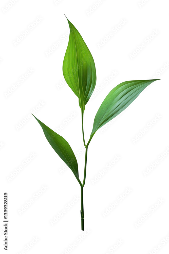 Fototapeta premium Vibrant Green Leaves - Nature's Beauty