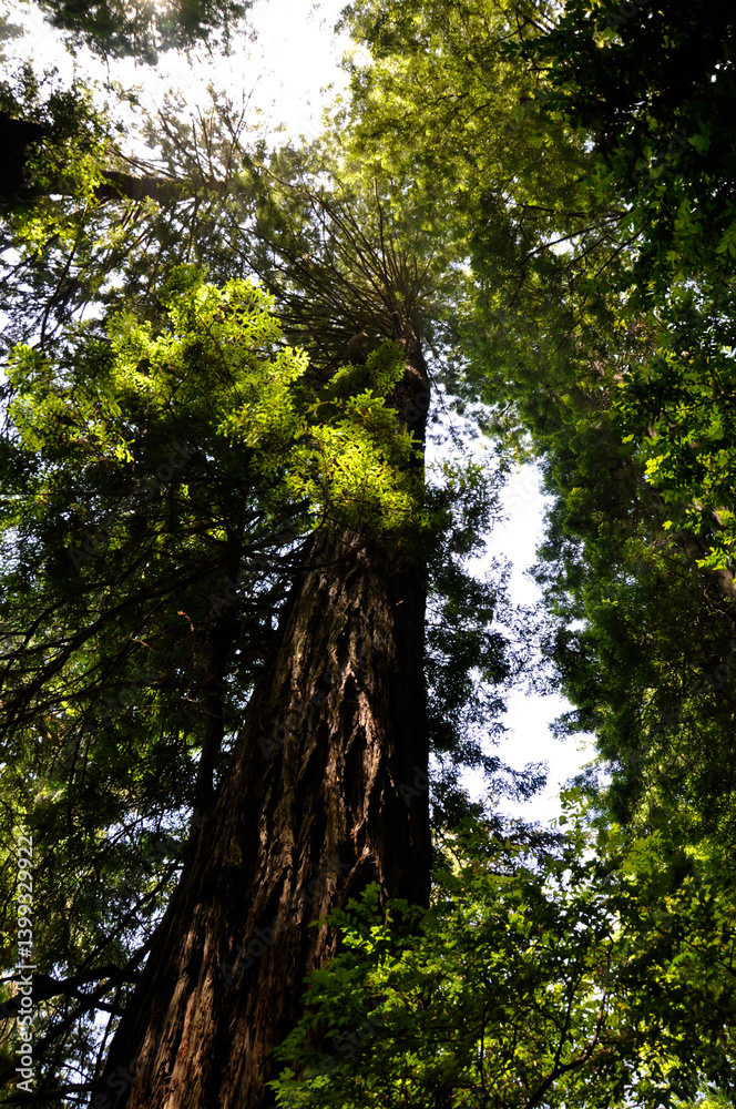 Fototapeta premium trees in the forest