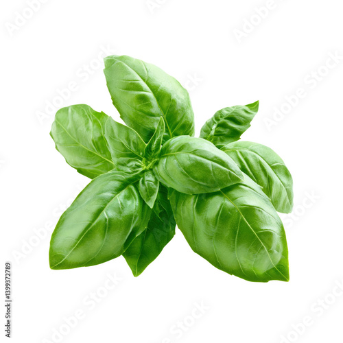 Fresh Green Basil Sprig Isolated on Transparent Background