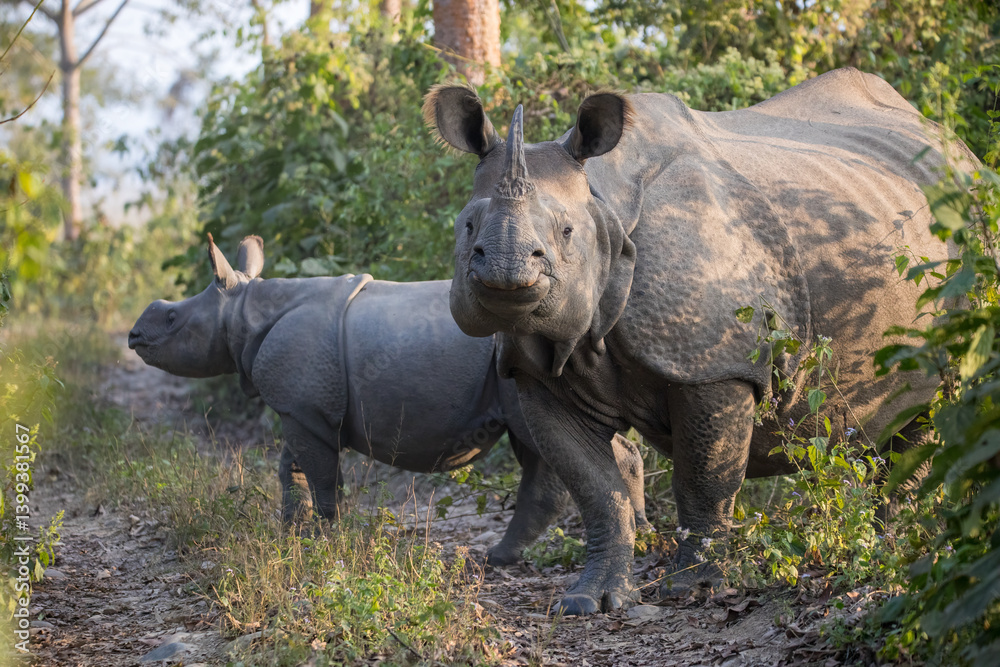 Obraz premium Greater One-Horned Rhino in Chitwan National Park, Nepal.