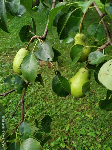 Ripe yellow pears hang on a tree branch. Pear orchard.