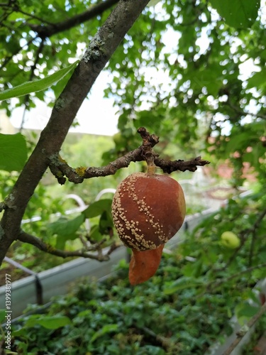 Rotten apple on branch. Spoiled crop of apples. Fruits infected by apple monilia fructigena. Farming, agriculture, remedy for trees diseases concept
