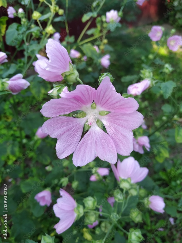 nerium oleader flowers in the field at sunset nerium oleader flowers in the field at sunset