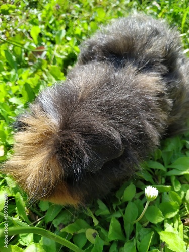 Red Abyssinian Guinea Pig on green grass.