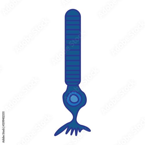 rod cell 