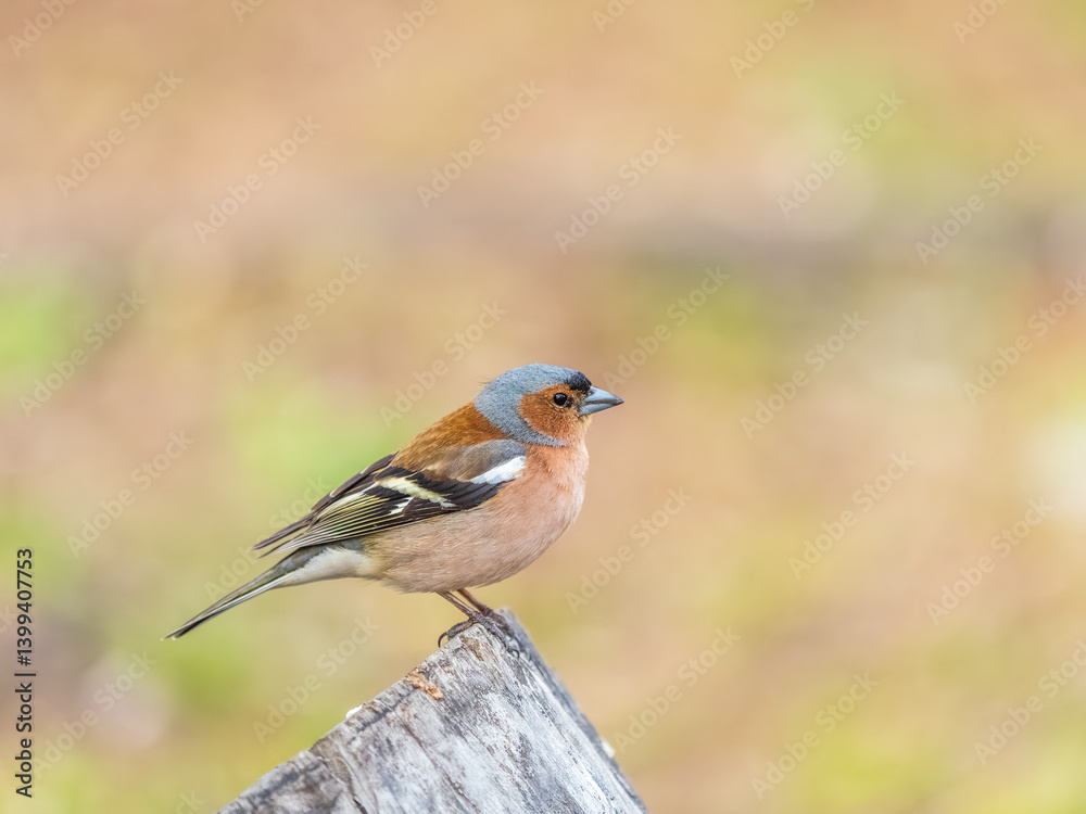 Common chaffinch, Fringilla coelebs, sits on a tree. Common chaffinch in wildlife. Common chaffinch, Fringilla coelebs, sits on a tree. Common chaffinch in wildlife.