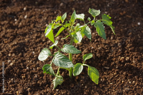 ミニトマトの苗の植えつけ