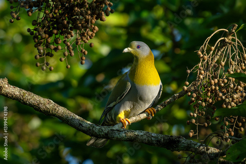 A yellow-footed green pigeon takes a break from feeding on bischofia berries at Manas National Park, Assam, India
