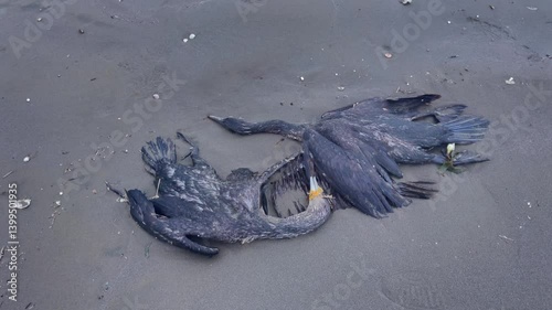 Profile view of dead black Cromorant birds lying on beach floor in Iran. Death.