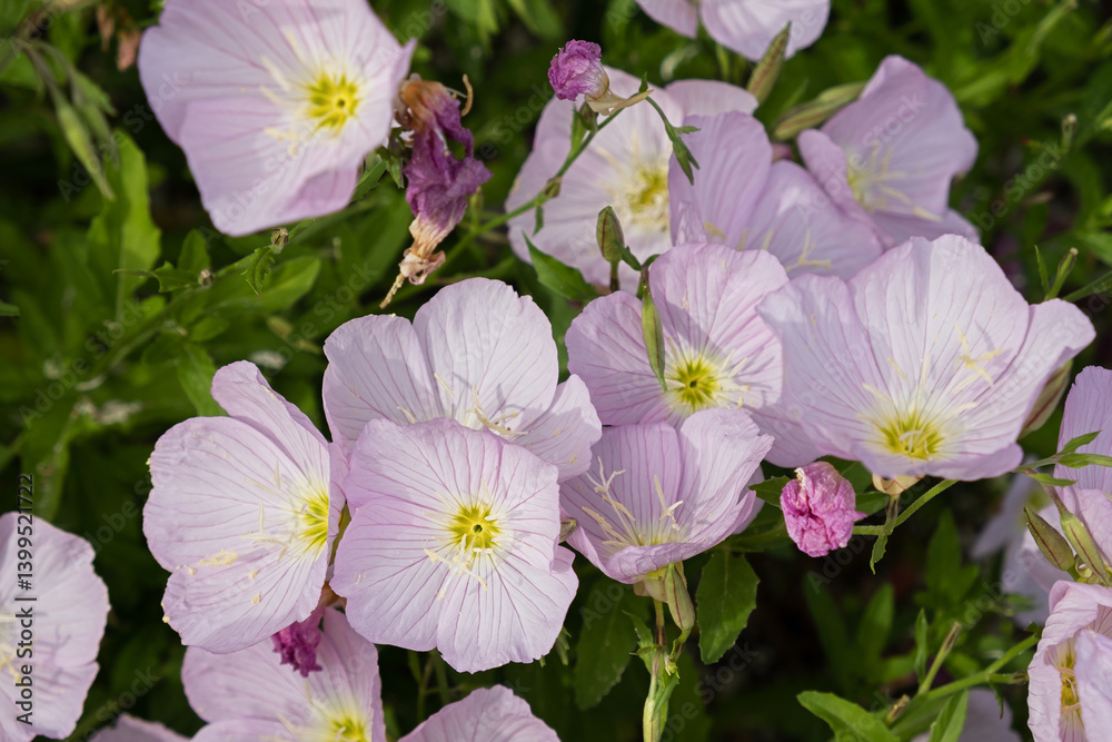 Oenothera pink lat Oenothera close-up. The most delicate pink decorative flowers for growing in the garden. Beautiful natural background. Decoration of flower beds of parks, squares. Macro photography Oenothera pink lat Oenothera close-up. The most delicate pink decorative flowers for growing in the garden. Beautiful natural background. Decoration of flower beds of parks, squares. Macro photography