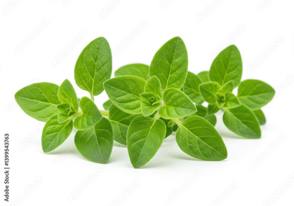 Close up of fresh oregano sprigs with vibrant green leaves on a plain white background studio shot Close up of fresh oregano sprigs with vibrant green leaves on a plain white background studio shot