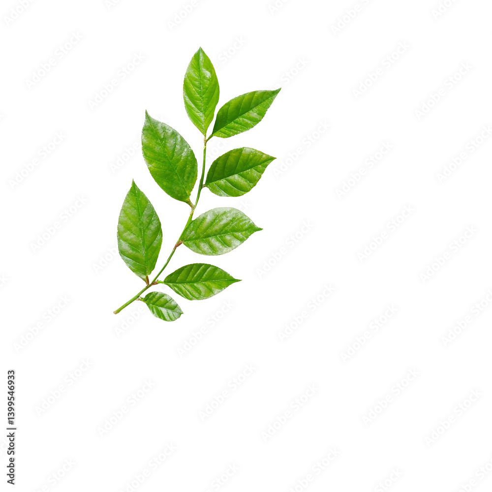 Fototapeta premium A spring notepad with a fresh green leaf placed on top, ideal for natureinspired notes and creativity, spring notepad front view, file of isolated object on transparent background