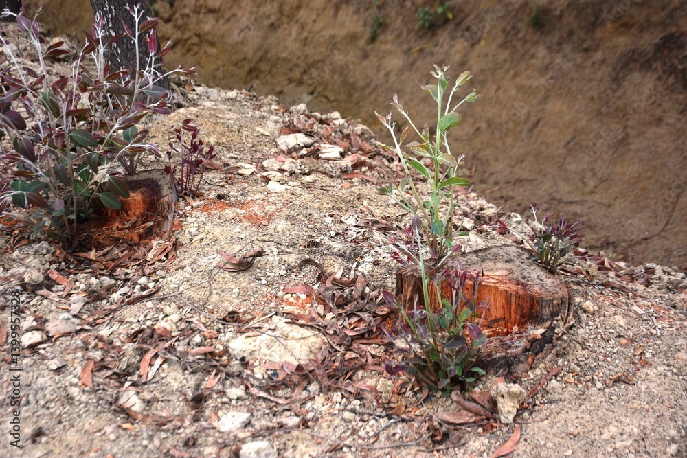 Obraz premium A resilient tree stump with vibrant new growth sprouting from its center, surrounded by rocky soil and small plants. This natural scene symbolizes regrowth and the persistence of life.