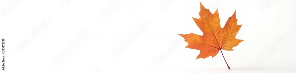 Obraz premium A single, isolated maple leaf floats on white, isolation, leaf