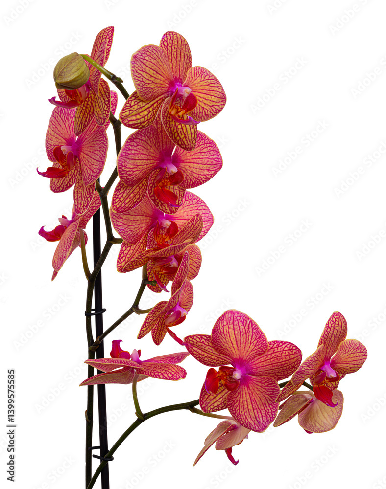 Orchid flower without background.