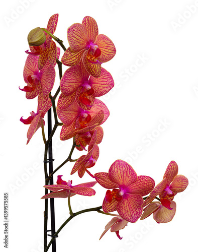 Obraz na płótnie Orchid flower without background. w salonie